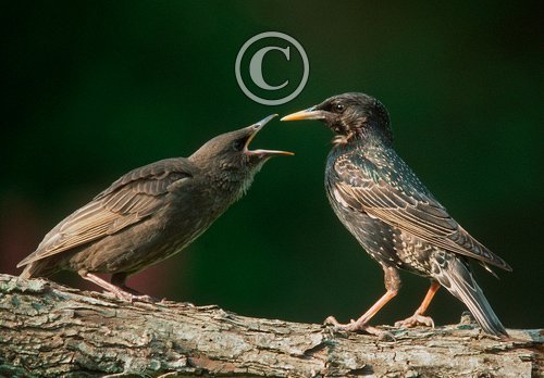 Starlings Old and Young DM0813